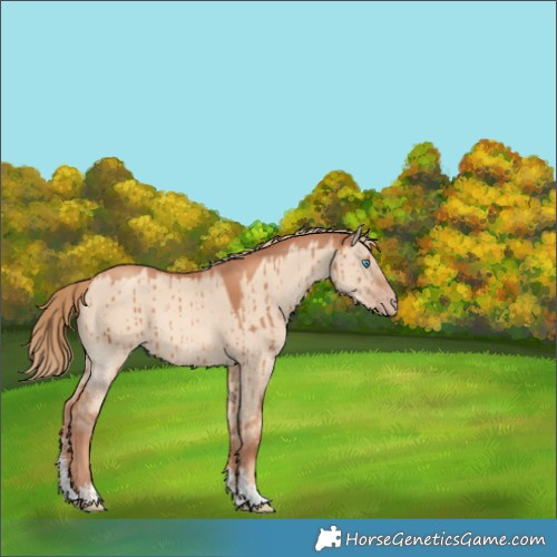 Horse Color:Gold Champagne Dun Sabino Tobiano Brindle 