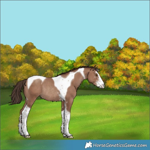 Horse Color:Classic Champagne Sabino Tobiano Rabicano 