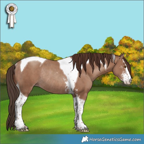 Horse Color:Classic Champagne Sabino Tobiano Rabicano