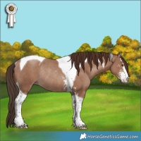 Horse Color:Classic Champagne Sabino Tobiano Rabicano