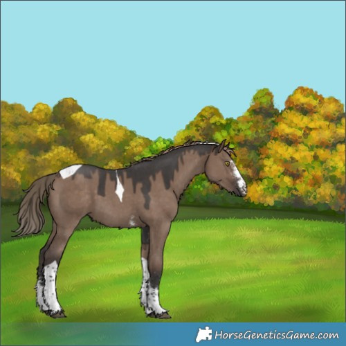 Horse Color:Liver Red Dun Sabino Tobiano 