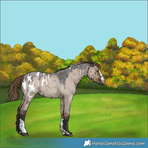 Horse Color:Liver Red Dun Roan Splash Tobiano Appaloosa Rabicano Brindle