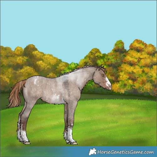 Horse Color:Liver Red Dun Roan Sabino Appaloosa Rabicano
