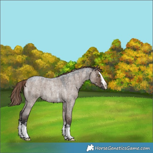 Horse Color:Liver Red Dun Roan Sabino Splash Appaloosa Rabicano Brindle 