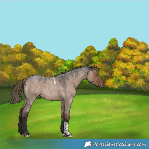 Horse Color:Liver Red Dun Roan Tobiano Appaloosa 