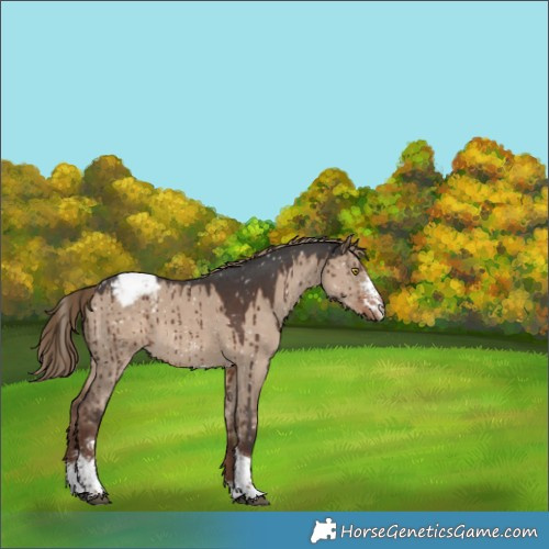 Horse Color:Liver Red Dun Sabino Tobiano Appaloosa Brindle 