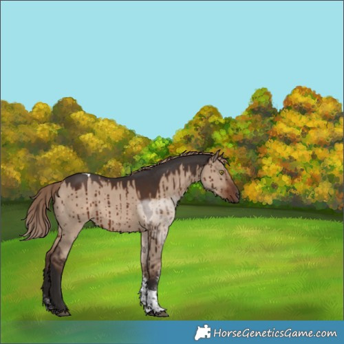 Horse Color:Liver Red Dun Sabino Tobiano Brindle