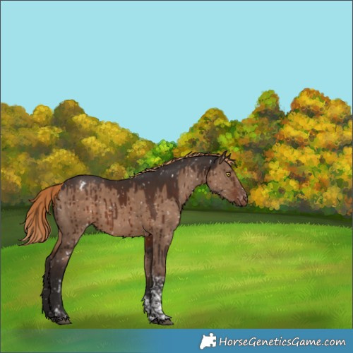 Horse Color:Liver Red Dun Tobiano Appaloosa Brindle