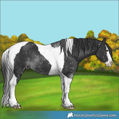 Horse Color:Black Sabino Splash Tobiano Snowflake VarnishRabicano 