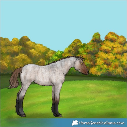 Horse Color:Liver Red Dun Roan Rabicano Brindle