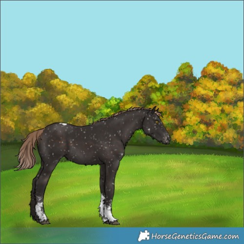 Horse Color:Liver Chestnut Sabino Tobiano Snowflake VarnishRabicano