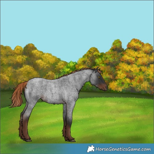 Horse Color:Liver Red Roan Rabicano 