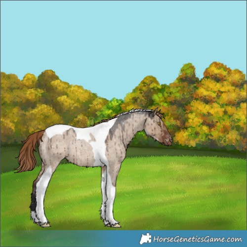 Horse Color:Liver Red Dun Roan Tobiano Appaloosa Rabicano Brindle