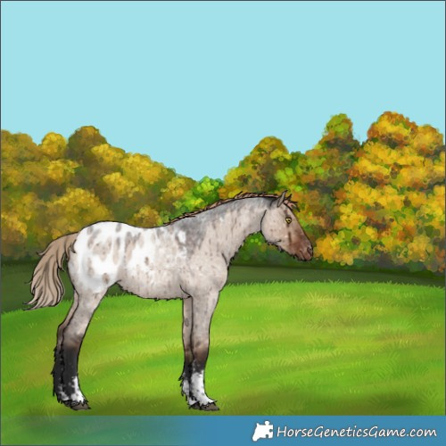 Horse Color:Liver Red Dun Roan Sabino Appaloosa Rabicano Brindle 