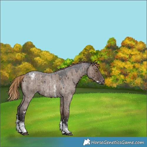 Horse Color:Liver Red Dun Roan Sabino Appaloosa Rabicano Brindle 