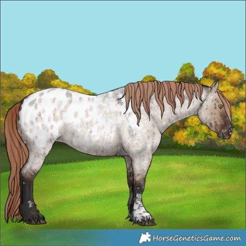 Horse Color:Liver Red Dun Roan Sabino Blanket Rabicano Brindle 