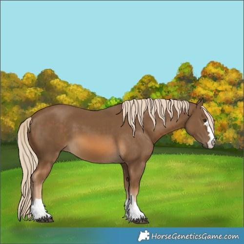 Horse Color:Chocolate Palomino