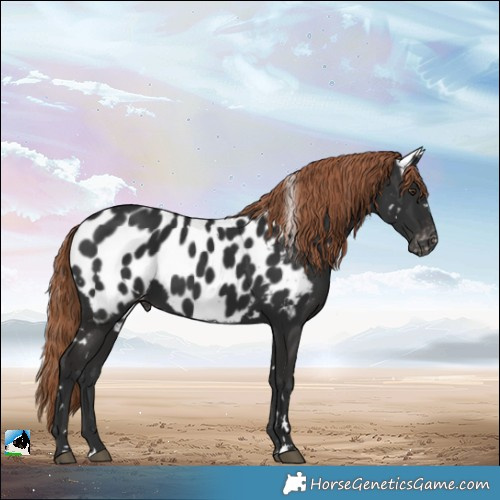 Horse Color:White Spotted Liver Chestnut Appaloosa Rabicano 