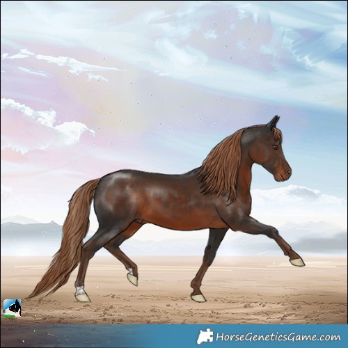 Horse Color:Liver Chestnut
