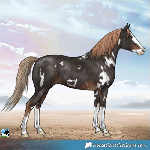 Horse Color:White Spotted Liver Chestnut Splash