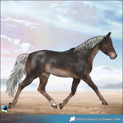 Horse Color:Liver Chestnut Mushroom 