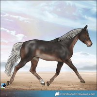 Horse Color:Liver Chestnut Mushroom 