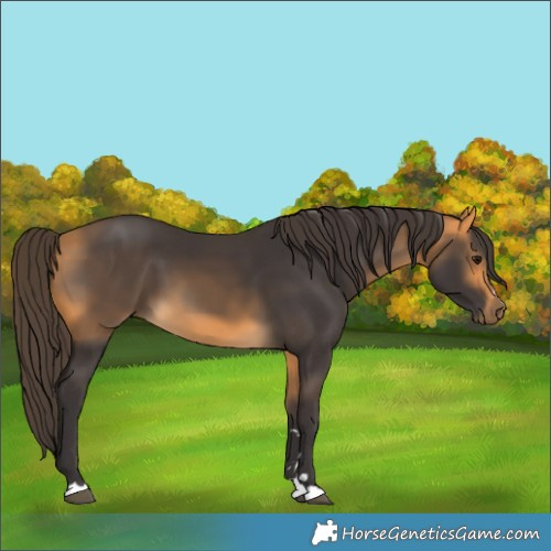 Horse Color:Buckskin 