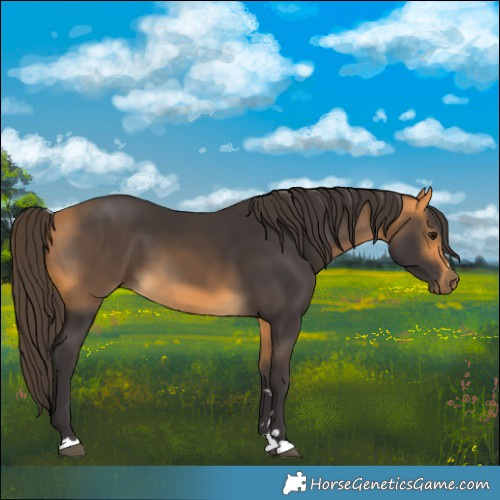 Horse Color:Buckskin 