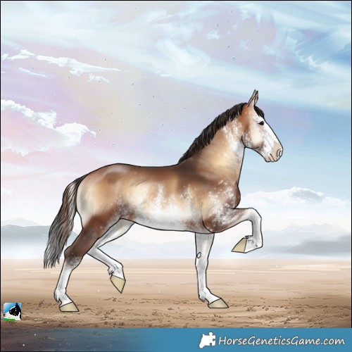 Horse Color:White Spotted Bay Onyx Splash Rabicano