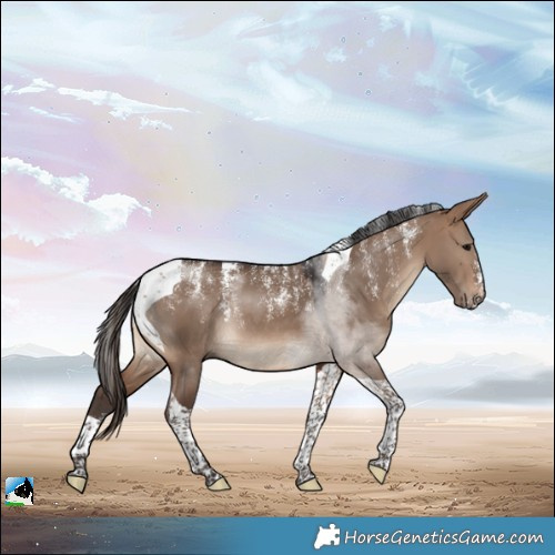 Horse Color:Powder White Brown Dun Tobiano Rabicano