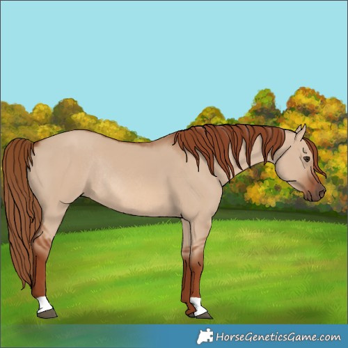 Horse Color:Red Dun Rabicano 