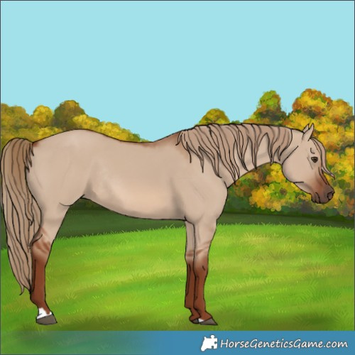 Horse Color:Red Dun Rabicano 