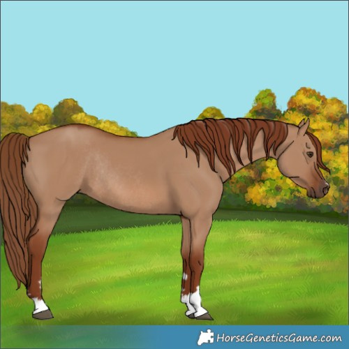 Horse Color:Red Dun Rabicano 