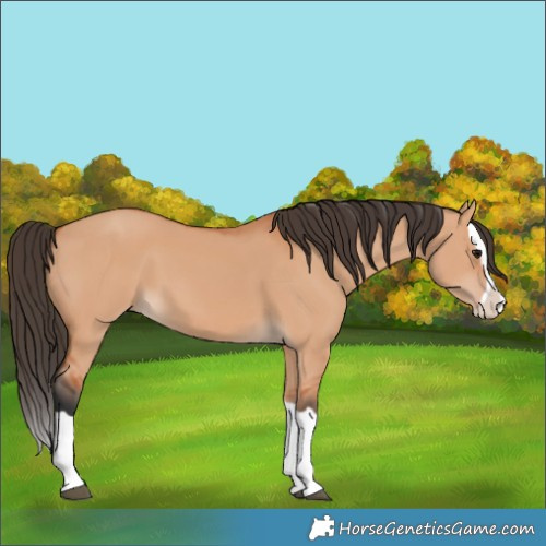 Horse Color:Bay Dun Splash 