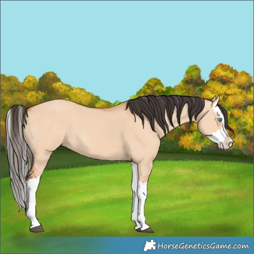 Horse Color:Bay Dun Splash 