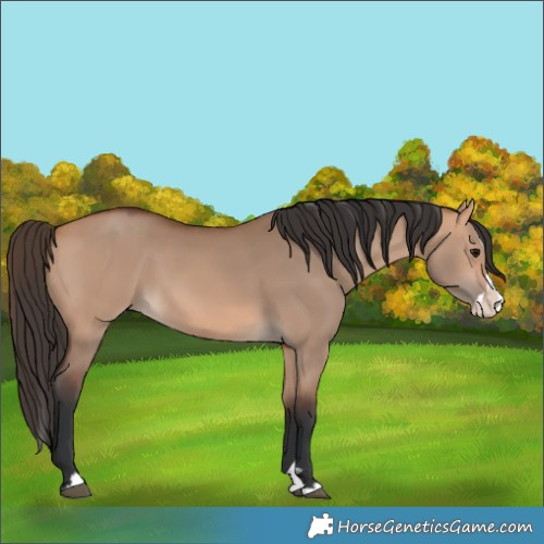 Horse Color:Bay Dun Splash 