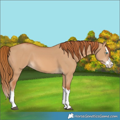 Horse Color:Red Dun Splash 