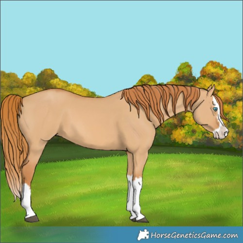 Horse Color:Red Dun Splash 