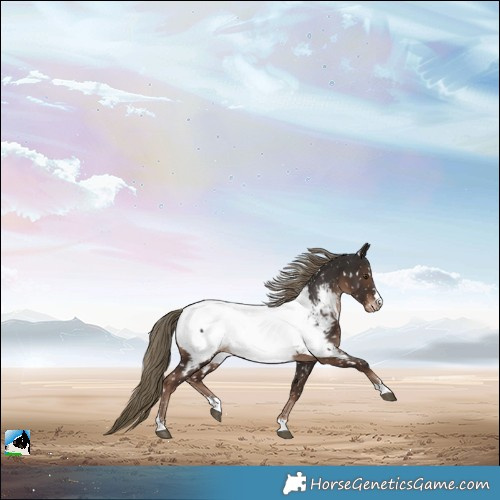 Horse Color:Liver Chestnut Near Fewspot Rabicano