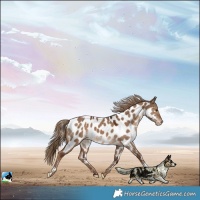 Horse Color:Liver Red Dun Near Leopard