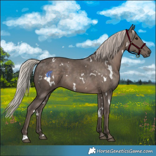 Horse Color:White Spotted Silver Black
