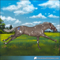Horse Color:White Spotted Silver Black 