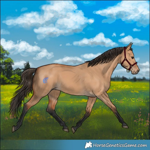 Horse Color:Bay Dun Rabicano 