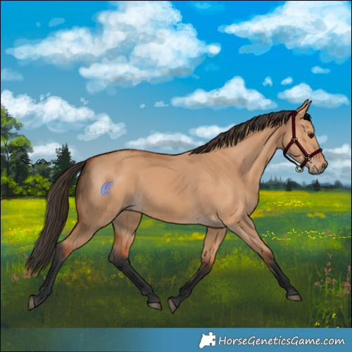 Horse Color:Bay Dun Rabicano