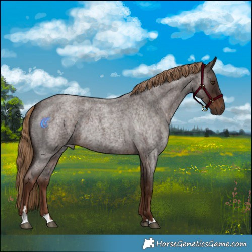 Horse Color:Liver Red Roan Rabicano 