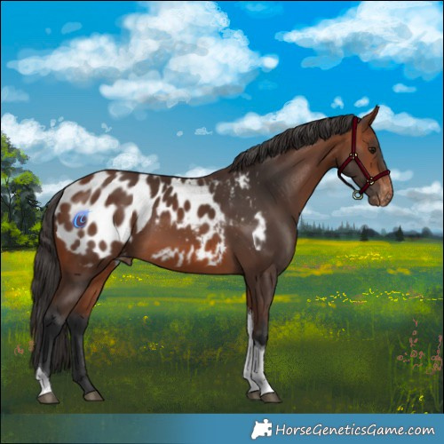 Horse Color:Bay Tobiano Appaloosa 