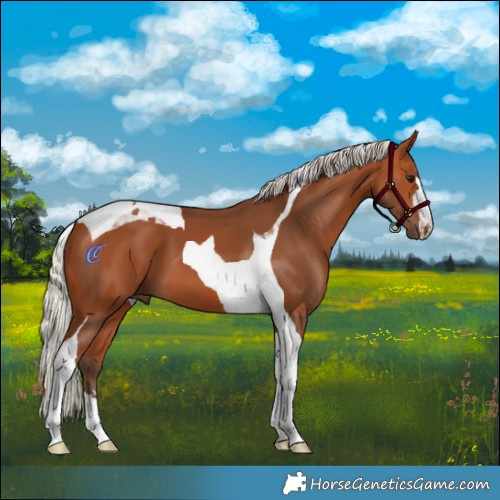 Horse Color:Silver Bay Tobiano 