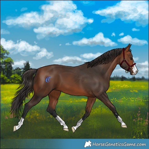 Horse Color:Bay 