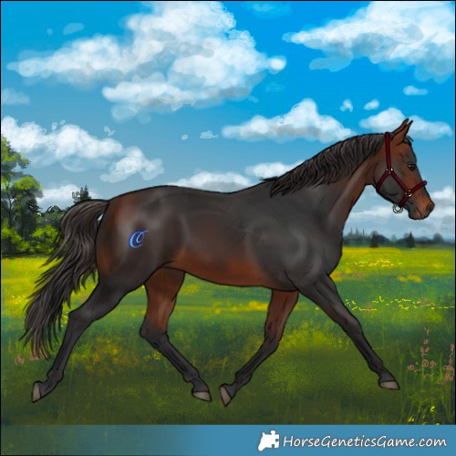 Horse Color:Bay Rabicano 