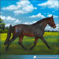Horse Color:Bay Rabicano